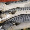 Buy Norwegian Mackerel Fish (4lbs–44lbs) in Canada