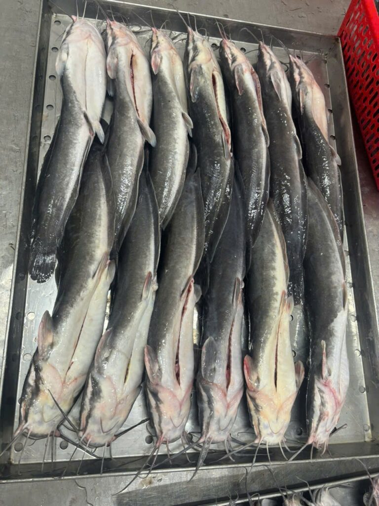 Buy Catfish in Canada