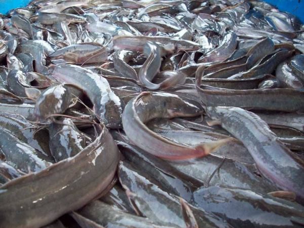 Buy Catfish (3 Boxes - 13.2lbs each) in Canada
