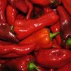 Buy Shepherd Pepper (½ or 1 Bushel) in Canada