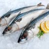 Buy Mackerel Fish (4lbs to 44lbs) in Canada