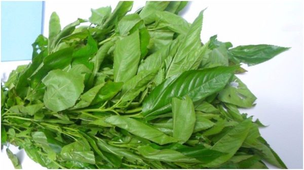 Buy Ewedu (Fresh, Frozen, Dried) in Canada