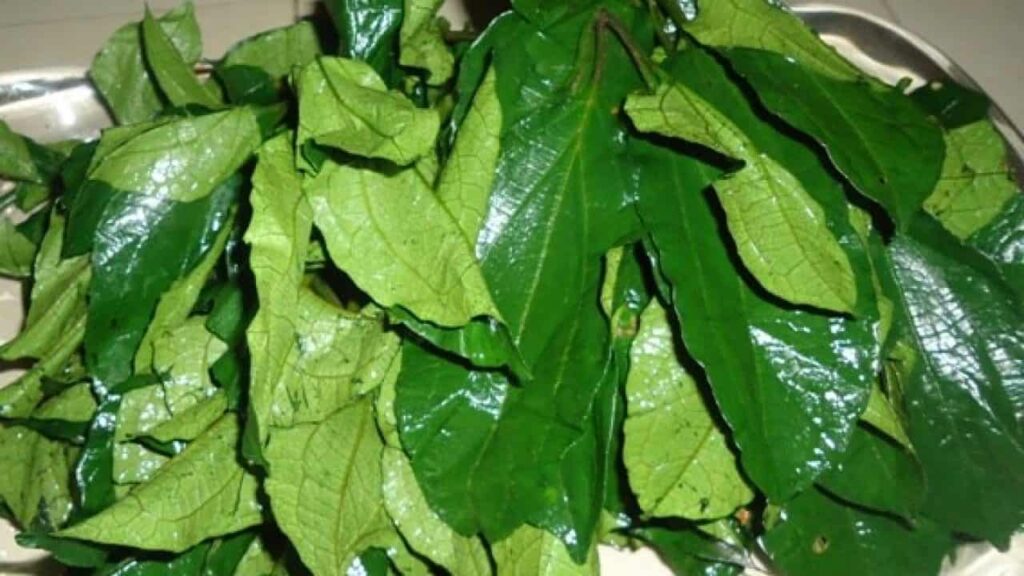 Buy Ugu Leaves (500g & 1kg) in Canada