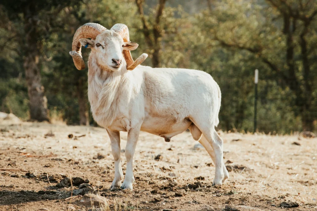 Quarbani Meat